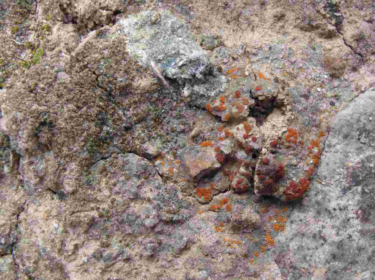 [Caloplaca neotaurica]